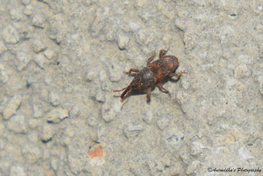 Image of rice weevil