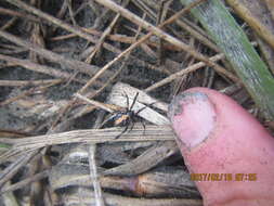 صورة Latrodectus katipo Powell 1871