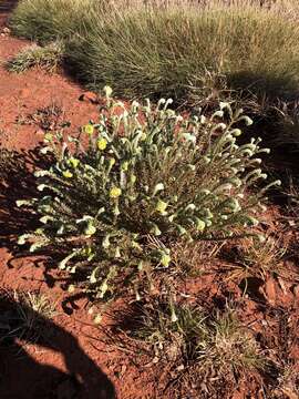 Image of Pimelea ammocharis F. Müll.