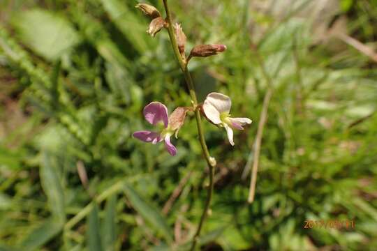 Image de <i>Ophrestia <i>oblongifolia</i></i> var. oblongifolia