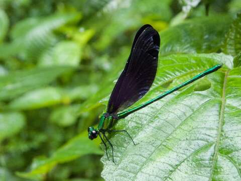 Image of Western Bluewing