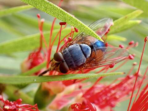 Calliphora dubia (Macquart 1855)的圖片