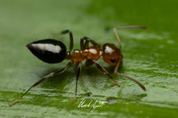 Image of Prolasius convexus McAreavey 1947