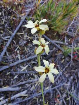 Image of Sisyrinchium arenarium Poepp.