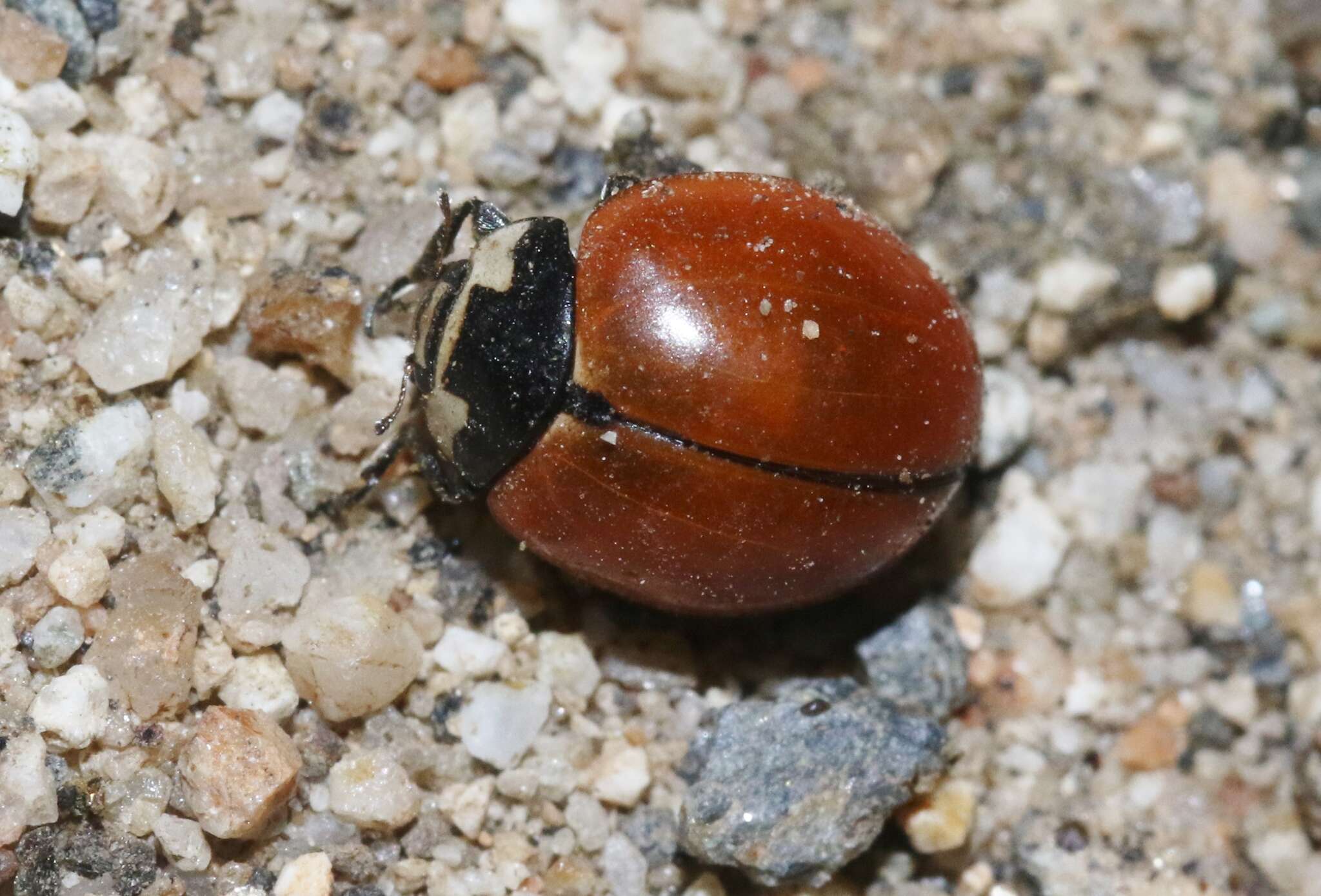 Sivun Coccinella novemnotata Herbst 1793 kuva