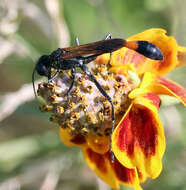 Image of Ammophila placida F. Smith 1856