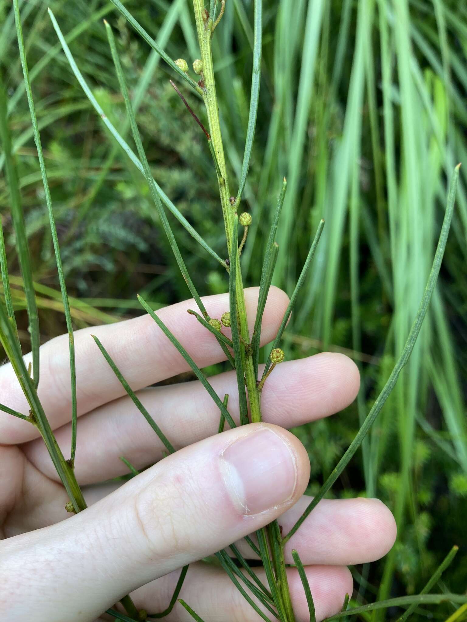 Image of Acacia ptychoclada Maiden & Blakely