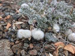 Image de Astragalus purshii var. lectulus (S. Wats.) M. E. Jones