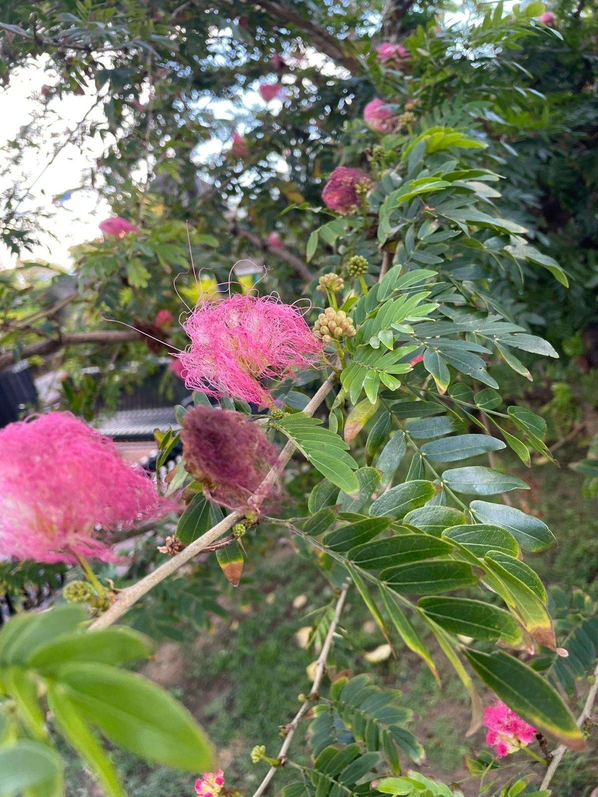 Plancia ëd Calliandra surinamensis Benth.