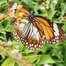 Image of Danaus (Salatura) affinis malayana (Fruhstorfer 1899)