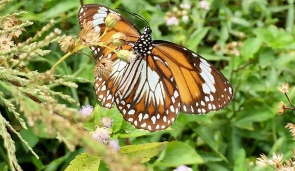 Image of Danaus (Salatura) affinis malayana (Fruhstorfer 1899)