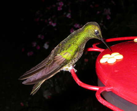 Image of Buff-tailed Coronet