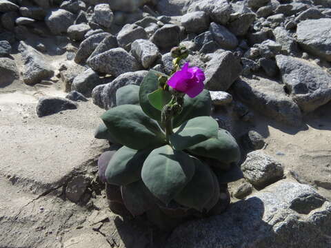 Image of Cistanthe cachinalensis (Phil.) Peralta & D. I. Ford