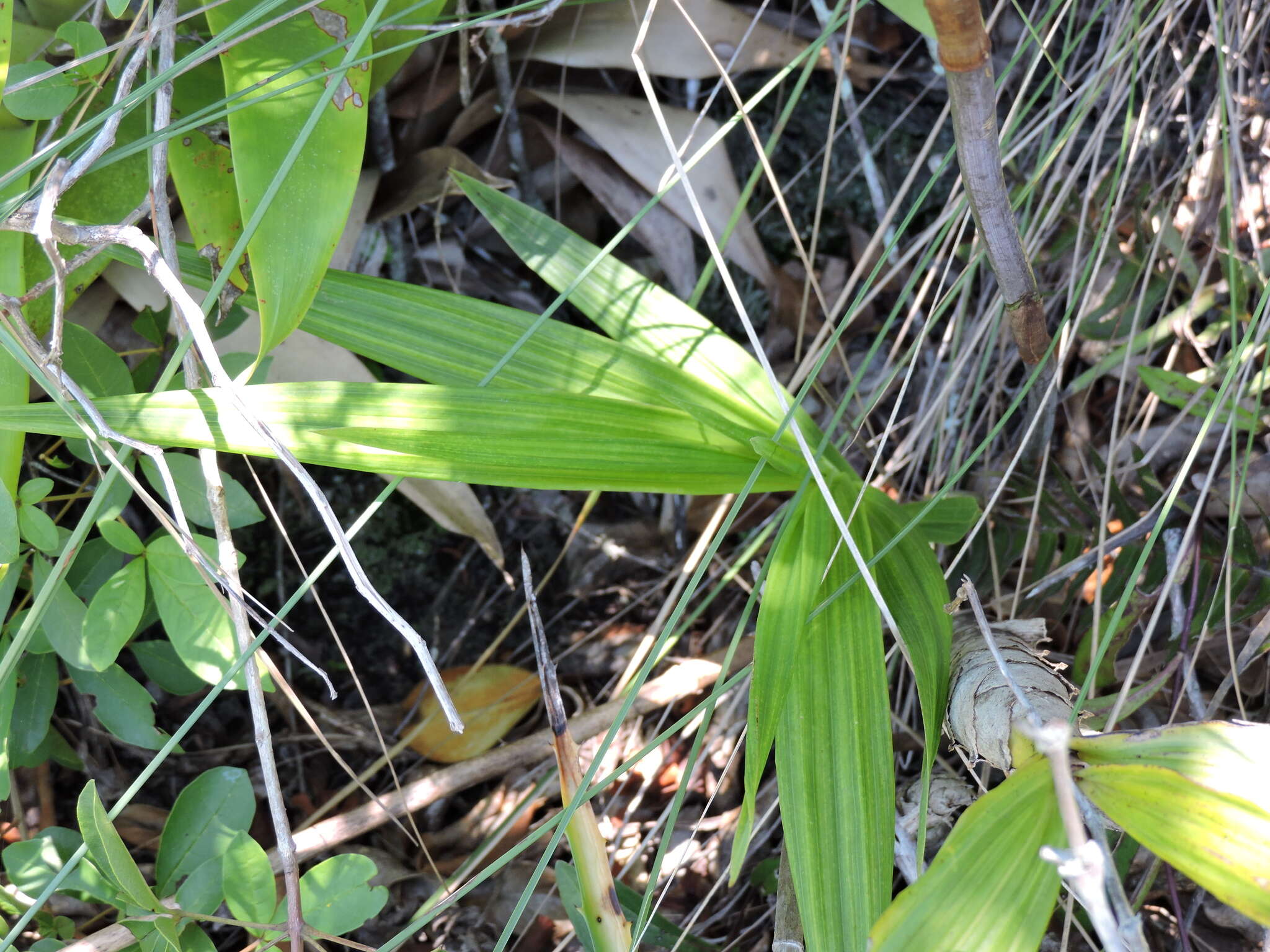 Image of terrestrial cowhorn orchid