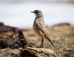 Muscisaxicola capistratus (Burmeister 1860) resmi