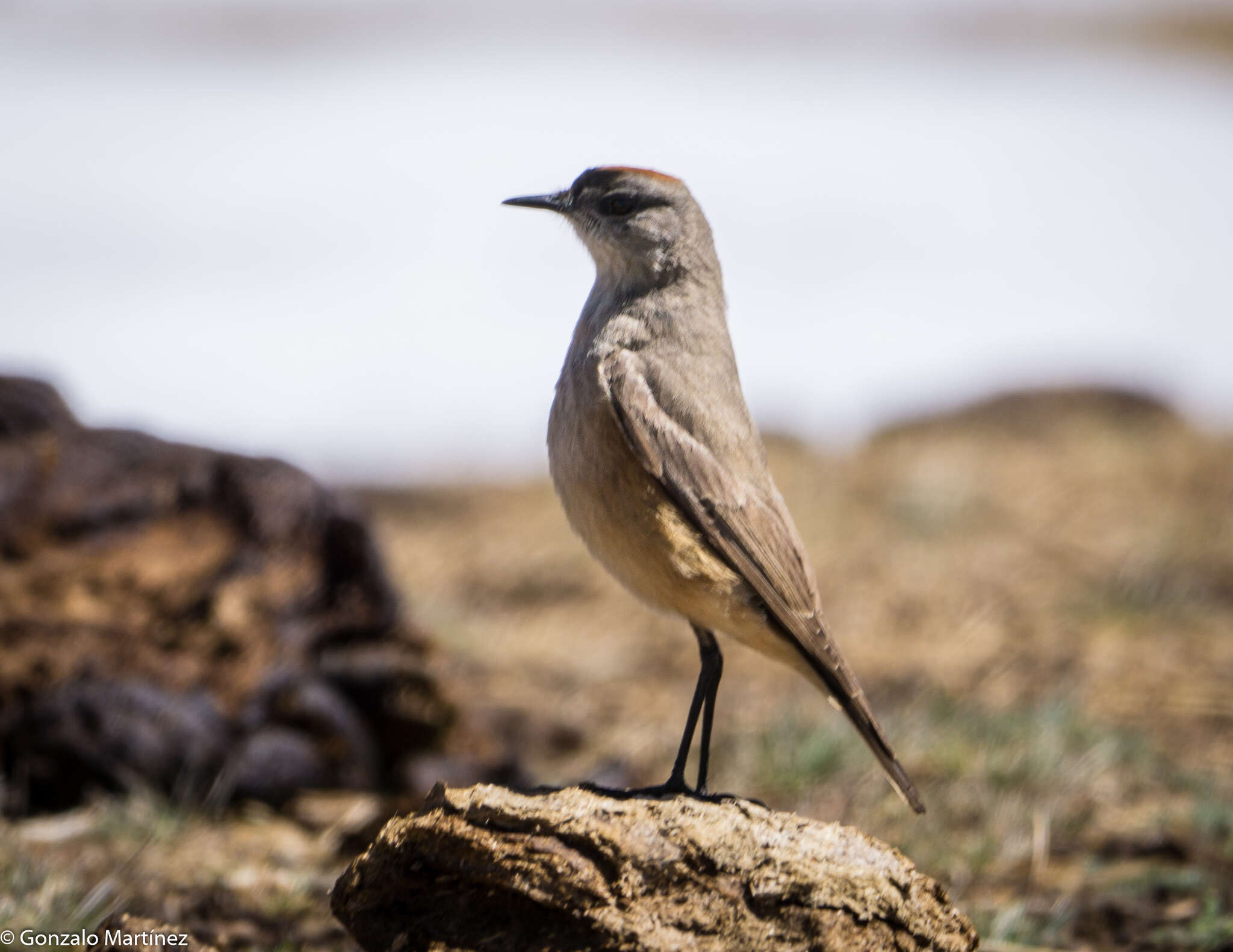 Image of Cinnamon-bellied Ground Tyrant