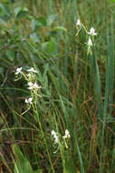 Habenaria linearifolia Maxim. resmi