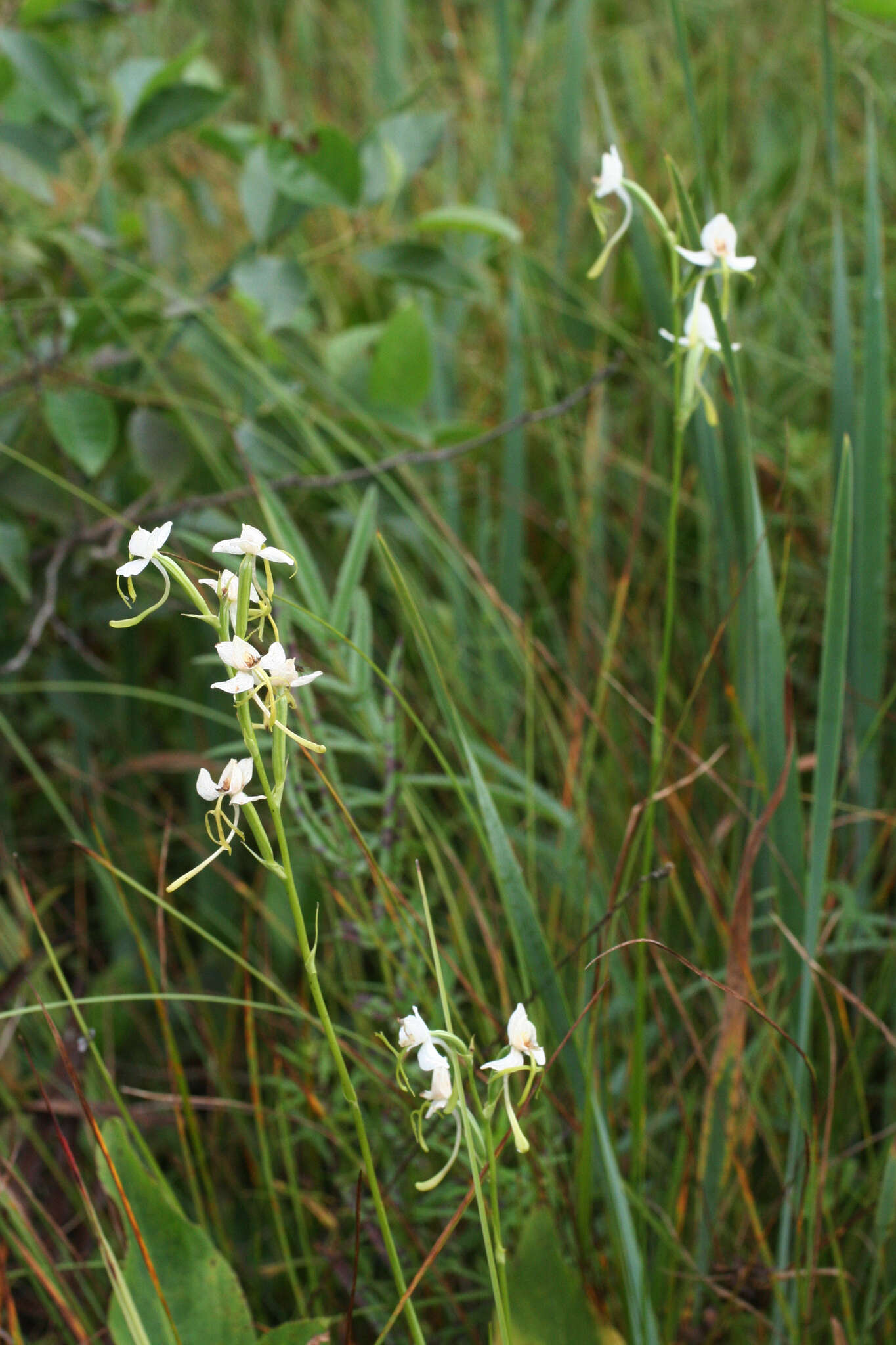 Habenaria linearifolia Maxim. resmi