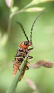 Image of Silis ruficollis