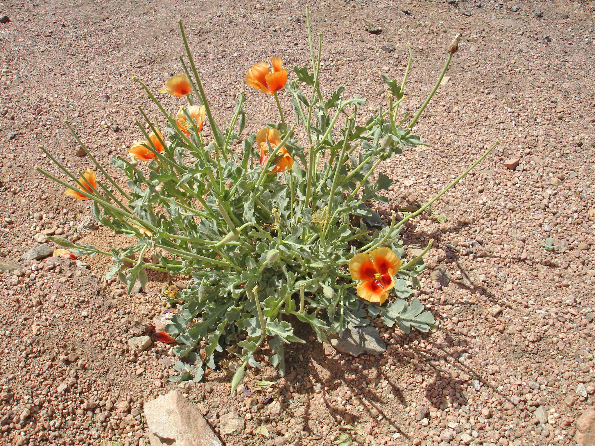 Image of Glaucium arabicum Fresen.