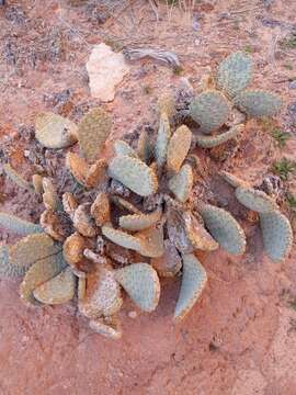 Image of beavertail pricklypear