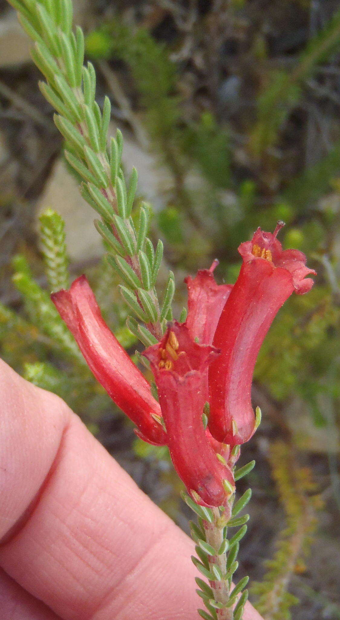 Image of Erica regia subsp. mariae (Guthrie & Bolus) E. G. H. Oliv. & I. M. Oliv.