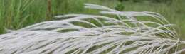 Image of Wild Sugar-Cane