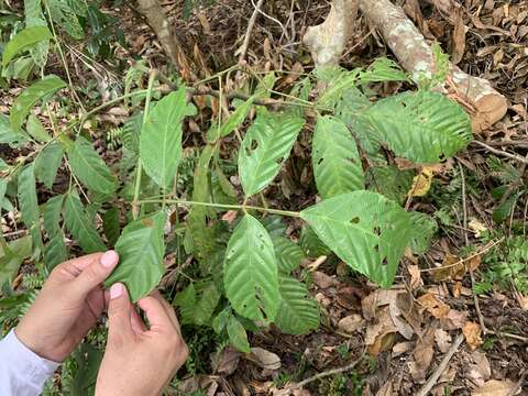 Leea indica (Burm. fil.) Merr. resmi