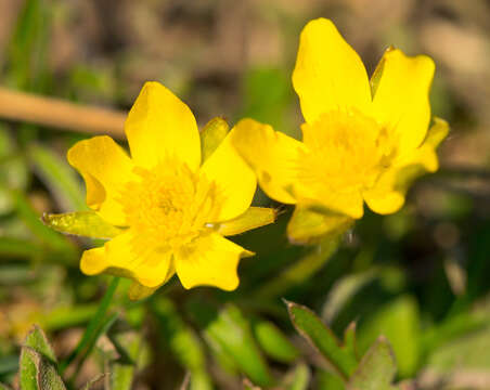 Image de Ranunculus fascicularis Muhl. ex Bigel.