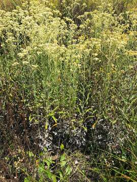 Image of Helichrysum mundtii Harv.