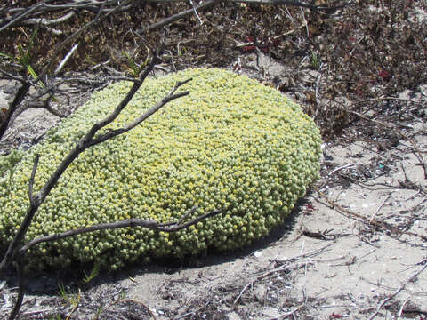 Image of Helichrysum asperum var. comosum (Sch. Bip.) Hilliard