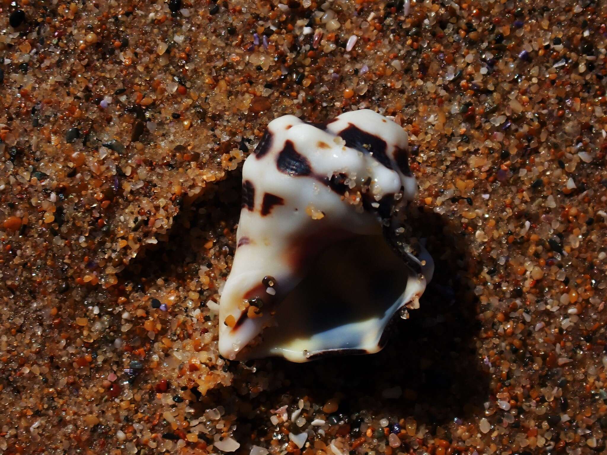 Image of humped rock shell