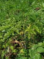 Image of bulbous chervil