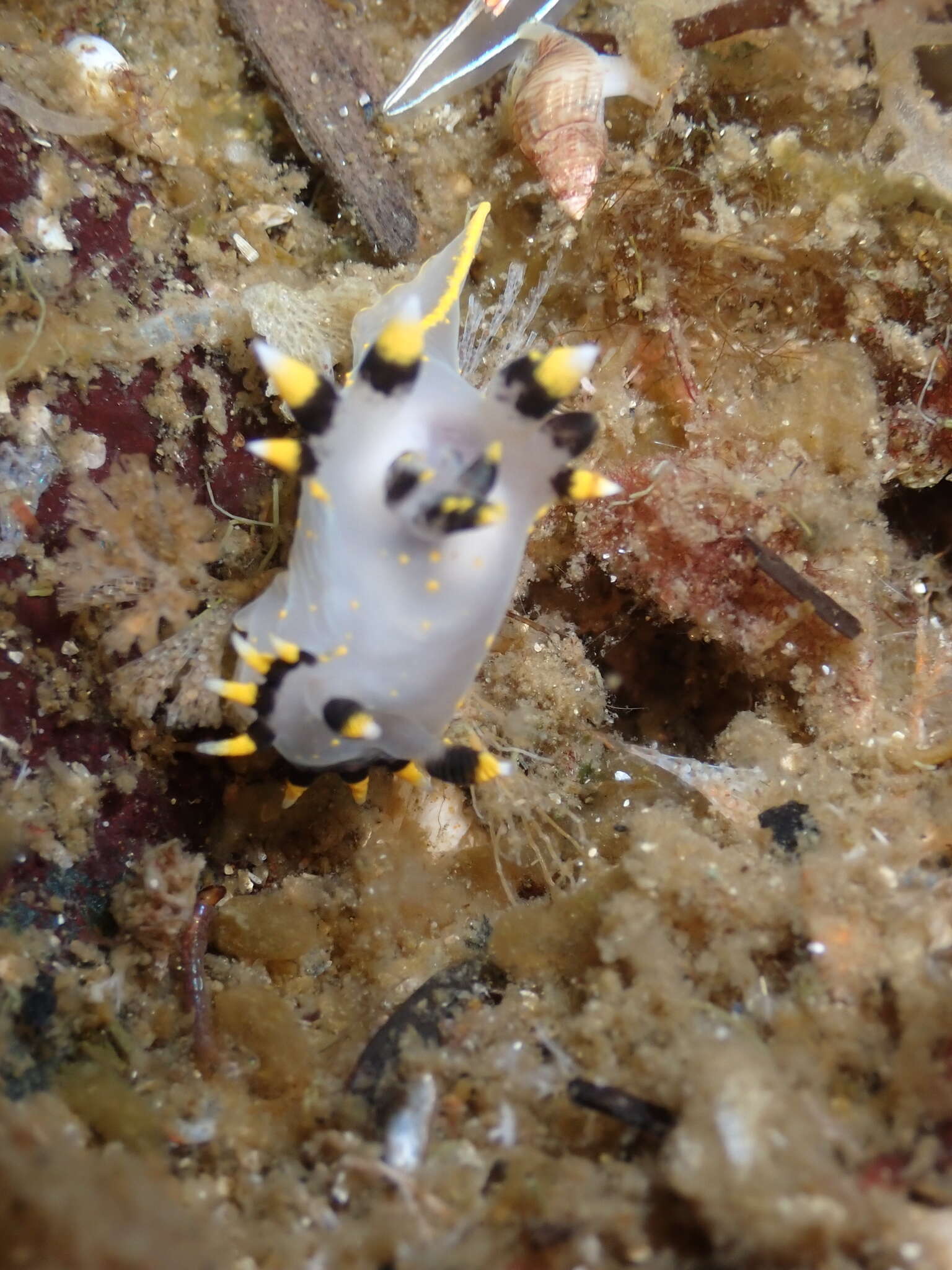 Image of Polycera tricolor Robilliard 1971