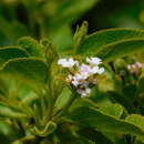 Lantana involucrata L. resmi