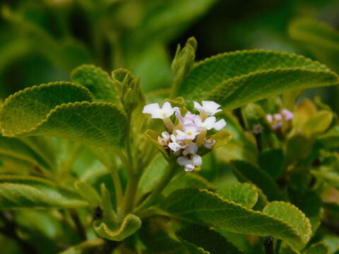 Lantana involucrata L. resmi