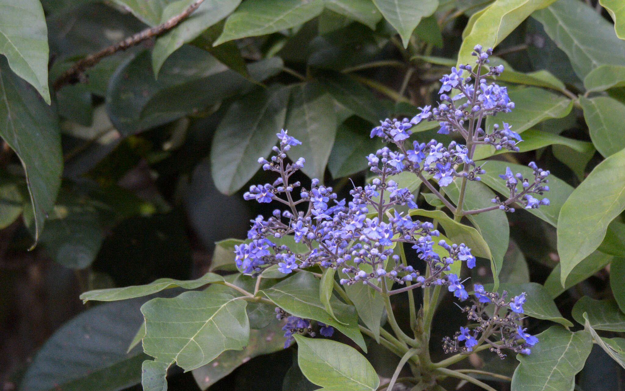 Слика од Vitex gaumeri Greenm.