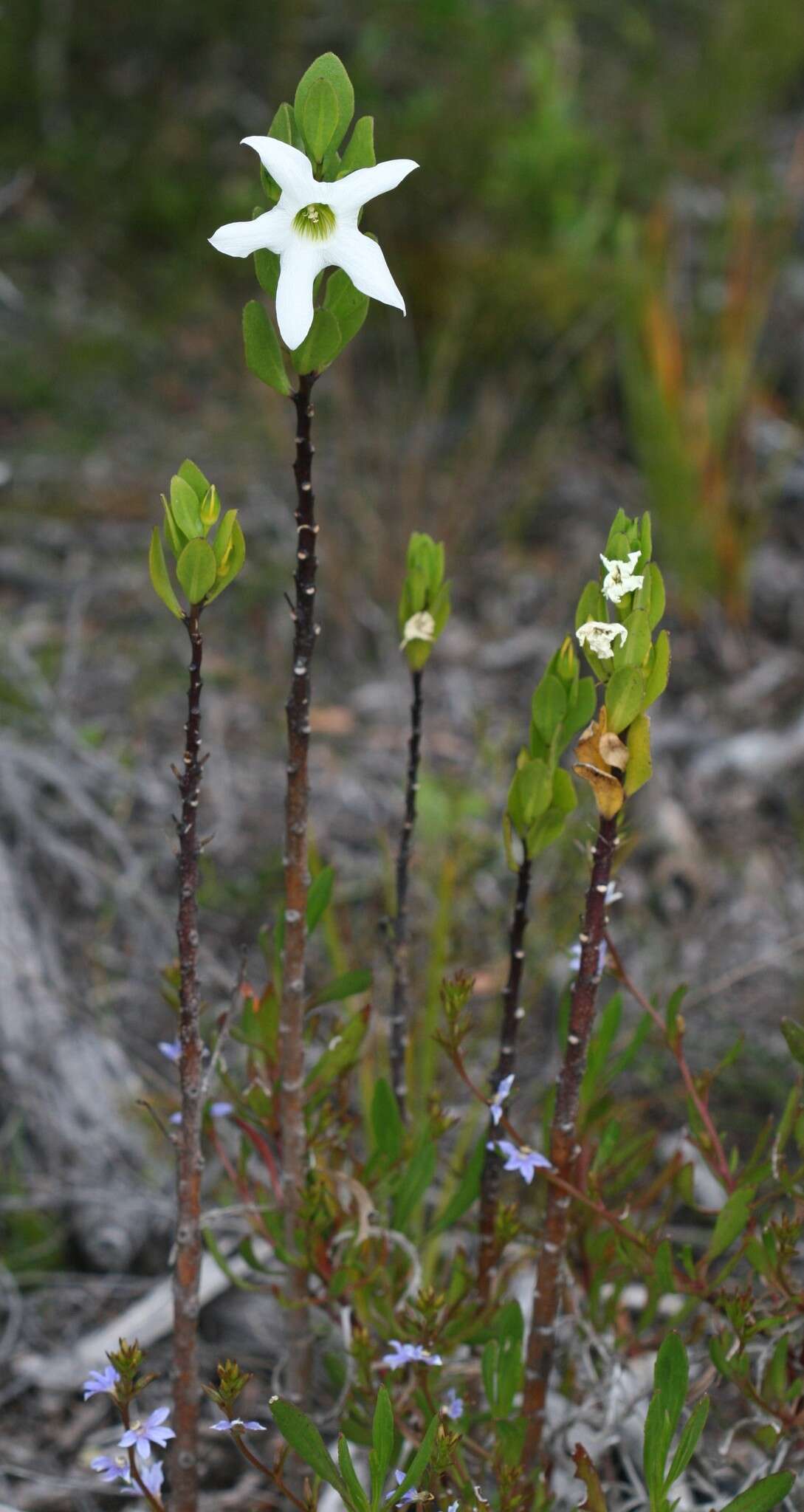 Image of Anthocercis viscosa subsp. viscosa