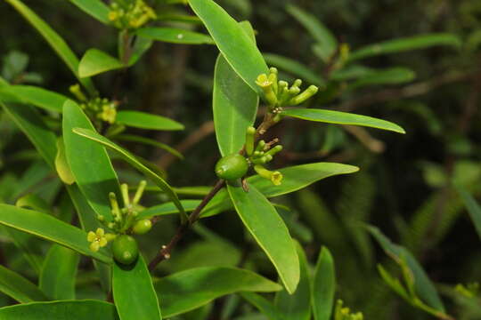 Imagem de Wikstroemia taiwanensis C. E. Chang