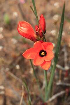 Image of Ixia tenuifolia Vahl