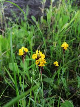 Image of Linaria amethystea subsp. multipunctata (Brot.) Chater & D. A. Webb