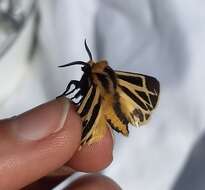 Image of Carlotta's Tiger Moth