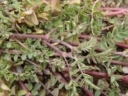 Imagem de Astragalus nothoxys A. Gray