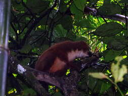 Image of Red-bellied Lemur