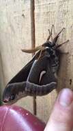 Image of Ceanothus Silkmoth