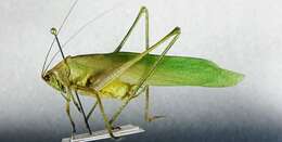 Image of Curve-tailed Bush Katydid