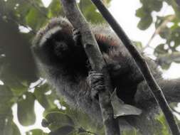 Image of Ornate Titi Monkey