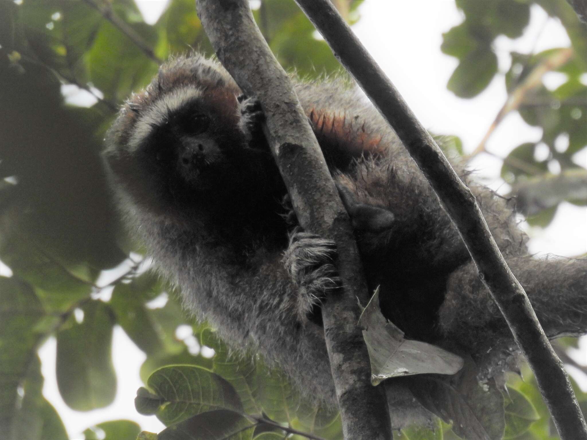 Image of Ornate Titi Monkey