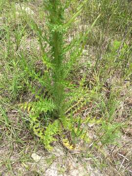 Cirsium nuttalii DC. resmi