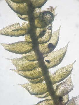 Image of Siberian myurella moss